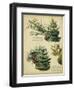 Red Pine and Eastern White Pine-null-Framed Art Print