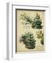 Red Pine and Eastern White Pine-null-Framed Art Print