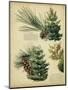 Red Pine and Eastern White Pine-null-Mounted Art Print
