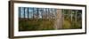 Red Pine Forest-Steve Gadomski-Framed Photographic Print