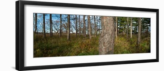 Red Pine Forest-Steve Gadomski-Framed Photographic Print