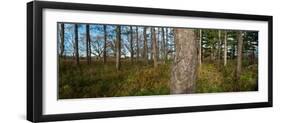 Red Pine Forest-Steve Gadomski-Framed Photographic Print