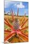 Red pineapple with fruit, Maui, Hawaii, USA-David Fleetham-Mounted Photographic Print