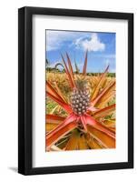 Red pineapple with fruit, Maui, Hawaii, USA-David Fleetham-Framed Photographic Print