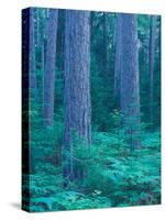 Red Pines in the Cathedral Pines Natural Area, Eustis, Maine, USA-Jerry & Marcy Monkman-Stretched Canvas