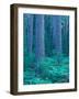 Red Pines in the Cathedral Pines Natural Area, Eustis, Maine, USA-Jerry & Marcy Monkman-Framed Photographic Print