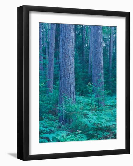 Red Pines in the Cathedral Pines Natural Area, Eustis, Maine, USA-Jerry & Marcy Monkman-Framed Photographic Print