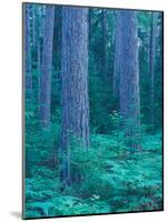 Red Pines in the Cathedral Pines Natural Area, Eustis, Maine, USA-Jerry & Marcy Monkman-Mounted Photographic Print