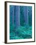 Red Pines in the Cathedral Pines Natural Area, Eustis, Maine, USA-Jerry & Marcy Monkman-Framed Photographic Print