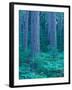 Red Pines in the Cathedral Pines Natural Area, Eustis, Maine, USA-Jerry & Marcy Monkman-Framed Photographic Print