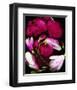 Red pink Magnolia Heart Spring-null-Framed Art Print