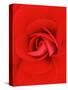 Red Pinwheel Begonia Flower-John McAnulty-Stretched Canvas