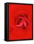 Red Pinwheel Begonia Flower-John McAnulty-Framed Stretched Canvas
