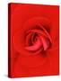 Red Pinwheel Begonia Flower-John McAnulty-Stretched Canvas