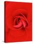 Red Pinwheel Begonia Flower-John McAnulty-Stretched Canvas