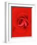 Red Pinwheel Begonia Flower-John McAnulty-Framed Photographic Print