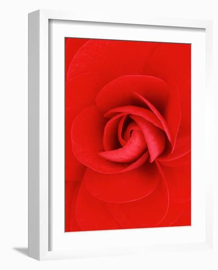Red Pinwheel Begonia Flower-John McAnulty-Framed Photographic Print