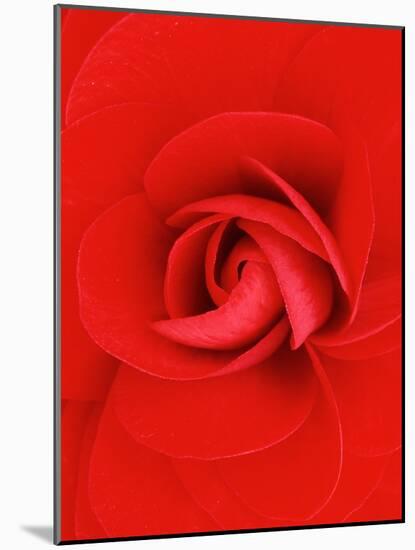 Red Pinwheel Begonia Flower-John McAnulty-Mounted Photographic Print