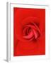 Red Pinwheel Begonia Flower-John McAnulty-Framed Photographic Print