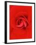 Red Pinwheel Begonia Flower-John McAnulty-Framed Photographic Print