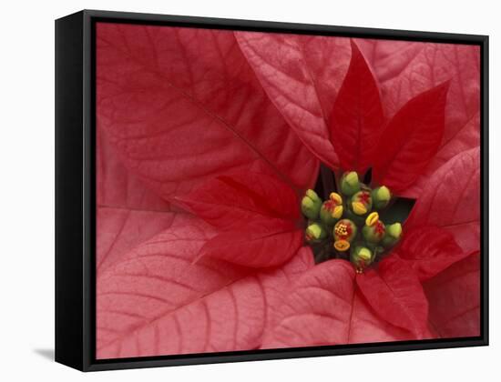 Red Poinsettia, Washington, USA-Jamie & Judy Wild-Framed Stretched Canvas