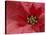 Red Poinsettia, Washington, USA-Jamie & Judy Wild-Stretched Canvas