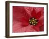 Red Poinsettia, Washington, USA-Jamie & Judy Wild-Framed Premium Photographic Print