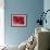 Red Poinsettia, Washington, USA-Jamie & Judy Wild-Framed Premium Photographic Print displayed on a wall