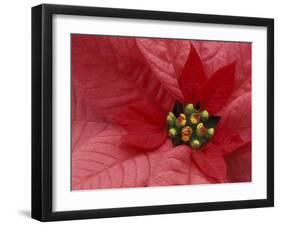 Red Poinsettia, Washington, USA-Jamie & Judy Wild-Framed Premium Photographic Print