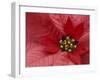 Red Poinsettia, Washington, USA-Jamie & Judy Wild-Framed Premium Photographic Print