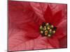 Red Poinsettia, Washington, USA-Jamie & Judy Wild-Mounted Premium Photographic Print