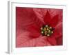 Red Poinsettia, Washington, USA-Jamie & Judy Wild-Framed Photographic Print