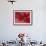 Red Poinsettia, Washington, USA-Jamie & Judy Wild-Framed Photographic Print displayed on a wall