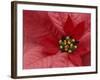 Red Poinsettia, Washington, USA-Jamie & Judy Wild-Framed Photographic Print