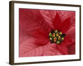 Red Poinsettia, Washington, USA-Jamie & Judy Wild-Framed Photographic Print