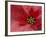 Red Poinsettia, Washington, USA-Jamie & Judy Wild-Framed Photographic Print