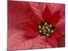 Red Poinsettia, Washington, USA-Jamie & Judy Wild-Mounted Photographic Print