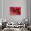 Red Poinsettia, Washington, USA-Jamie & Judy Wild-Photographic Print displayed on a wall