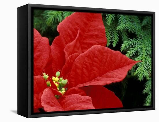 Red Poinsettia, Washington, USA-null-Framed Stretched Canvas