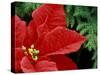 Red Poinsettia, Washington, USA-null-Stretched Canvas