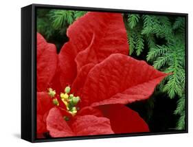 Red Poinsettia, Washington, USA-null-Framed Stretched Canvas