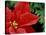 Red Poinsettia, Washington, USA-null-Stretched Canvas