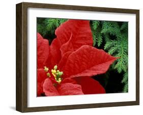 Red Poinsettia, Washington, USA-null-Framed Photographic Print