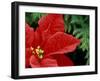 Red Poinsettia, Washington, USA-null-Framed Photographic Print