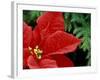 Red Poinsettia, Washington, USA-null-Framed Photographic Print