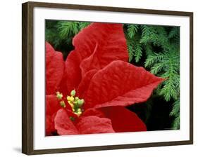 Red Poinsettia, Washington, USA-null-Framed Photographic Print