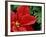 Red Poinsettia, Washington, USA-null-Framed Photographic Print