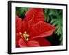 Red Poinsettia, Washington, USA-null-Framed Photographic Print