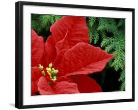 Red Poinsettia, Washington, USA-null-Framed Photographic Print