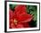 Red Poinsettia, Washington, USA-null-Framed Photographic Print